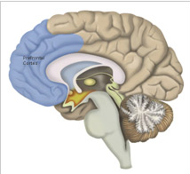 Side view of the brain